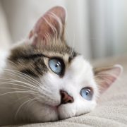 blue eyed cat