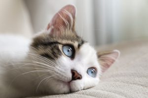 blue eyed cat blue eyed cat
