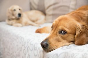 Two dogs lying on the sofa
