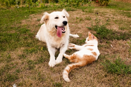 14980046 - dog and cat lying on the dry grass
