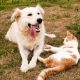 dog and cat lying on the dry grass