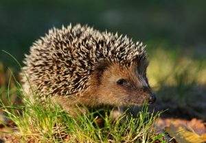 young hedgehog in natural habitat young hedgehog in natural habitat