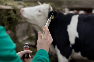 Vet hand holding syringe and bottle on farm with cow in background