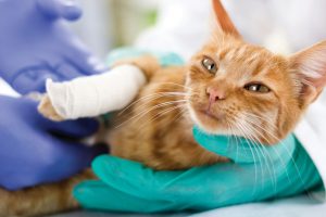 little cat with broken leg Little cat with broken leg