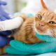 Little cat with broken leg