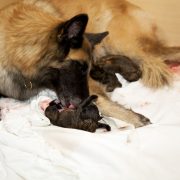 a female belgian shepherd taking care of one of her newborn puppies