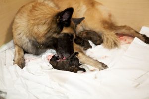 a female belgian shepherd taking care of one of her newborn puppies