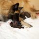 a female belgian shepherd taking care of one of her newborn puppies