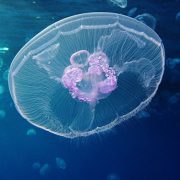 moon jellyfish
