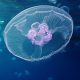moon jellyfish