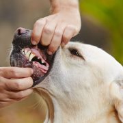 Dental check of teeth yellow labrador retriever