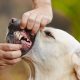 Dental check of teeth yellow labrador retriever