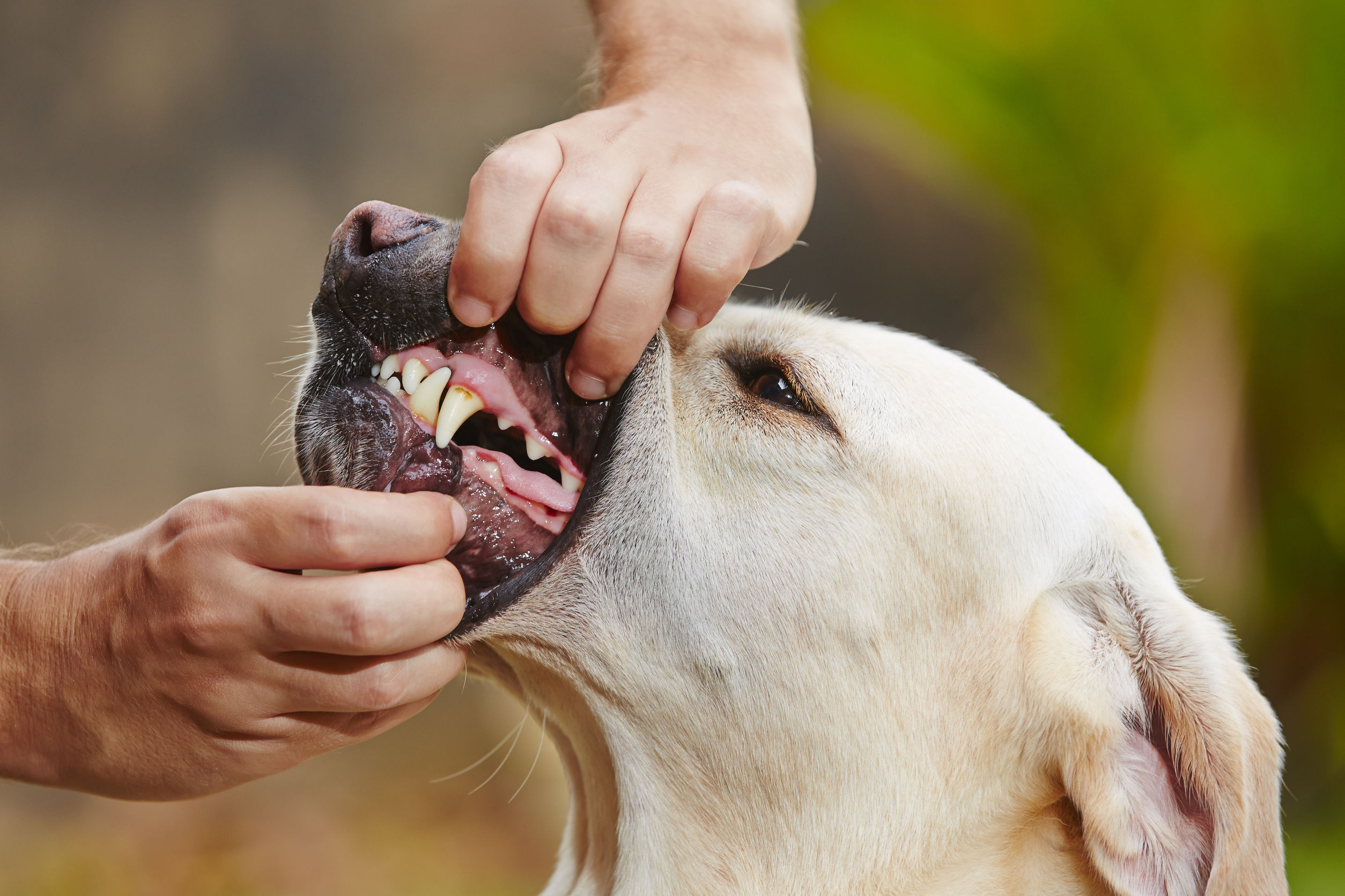 Dental check of teeth yellow labrador retriever Dental check of teeth yellow labrador retriever