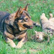 dog and cat playing together outdoor