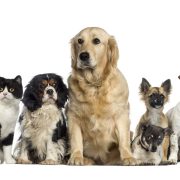 Group of dogs and cats
