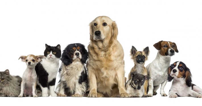 Group of dogs and cats