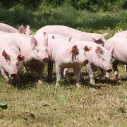 Herd of piglets on animal farm