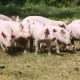 Herd of piglets on animal farm