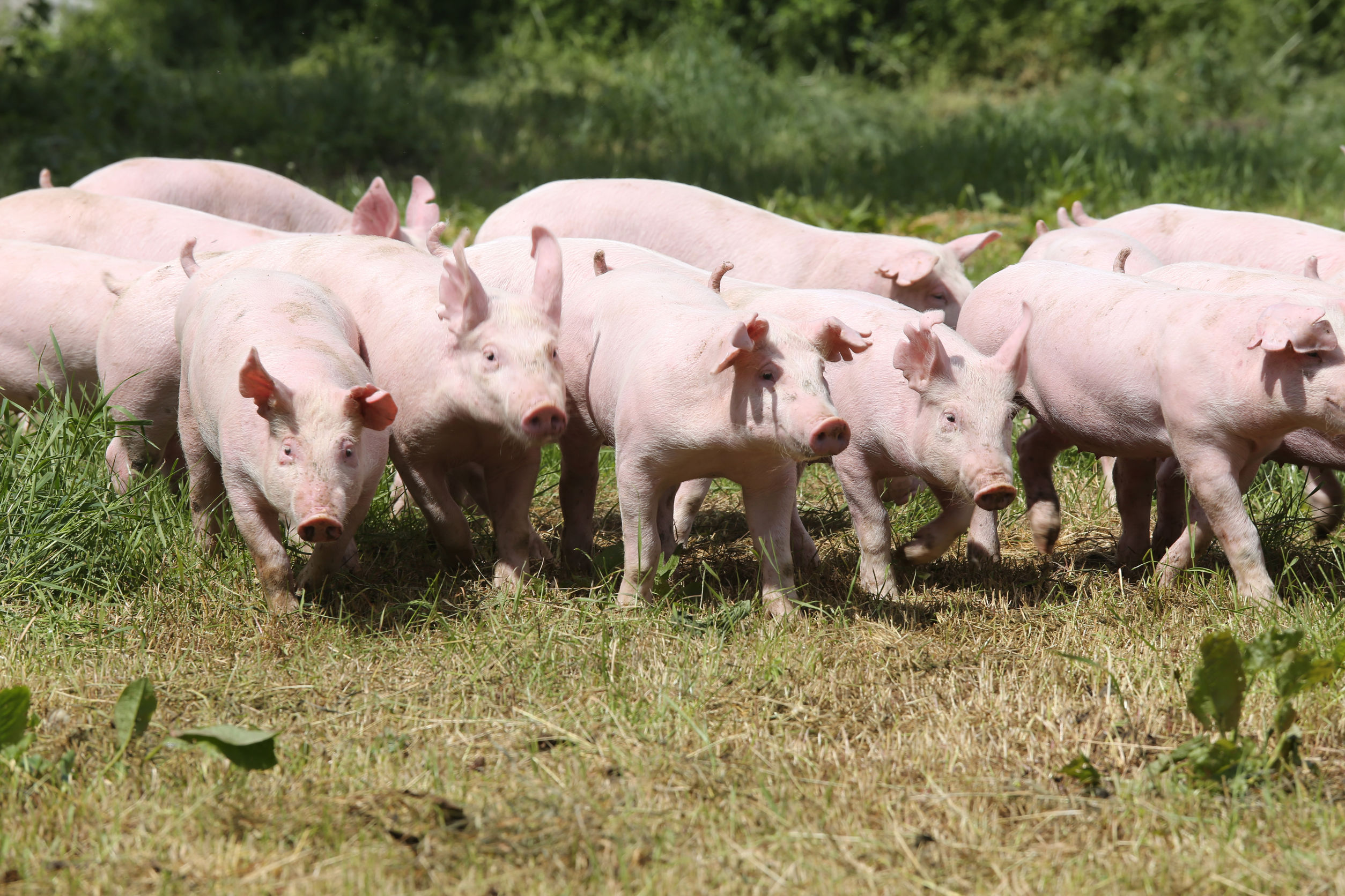 Herd of piglets on animal farm Herd of piglets on animal farm