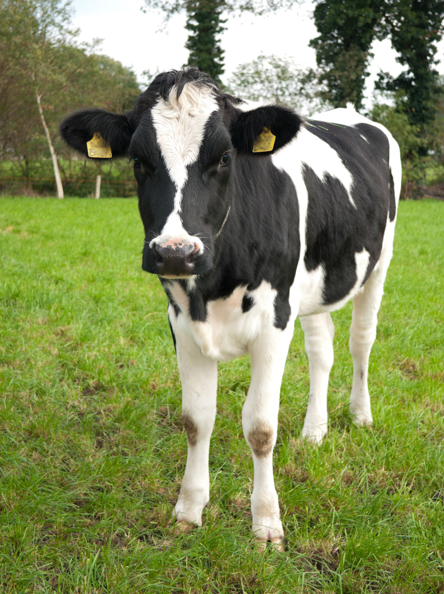 Friesian calf Friesian calf