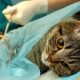 Surgical sterilisation of cat