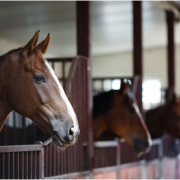 Horse in stable