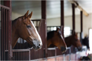 Horse in stable