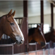 Horse in stable