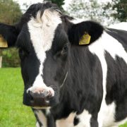 Friesian calf