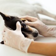 veterinary assistant checking pet dog eye on table