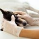 veterinary assistant checking pet dog eye on table