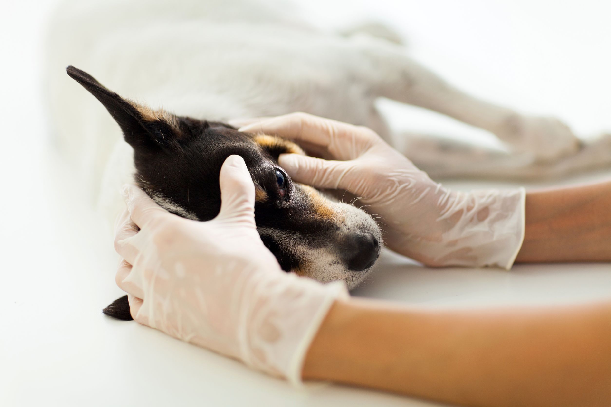 veterinary assistant checking pet dog eye on table veterinary assistant checking pet dog eye on table