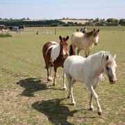 ponies in field
