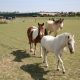 ponies in field