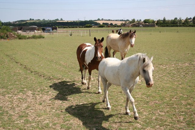 ponies in field ponies in field