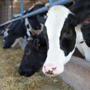cows on farm