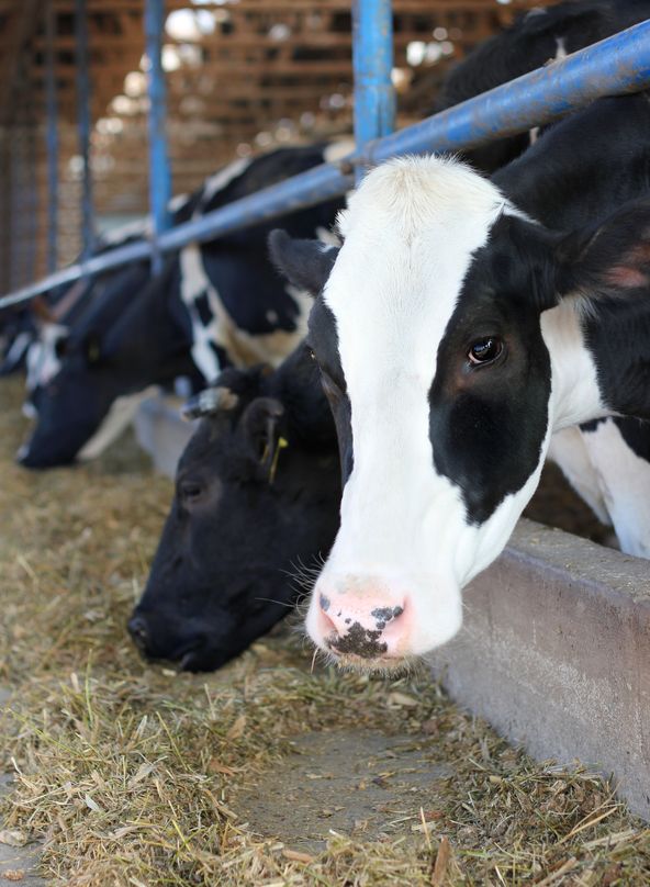 cows on farm cows on farm