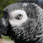 African Grey Parrot