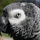 African Grey Parrot