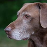 Old dog Noah
