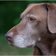 Old dog Noah