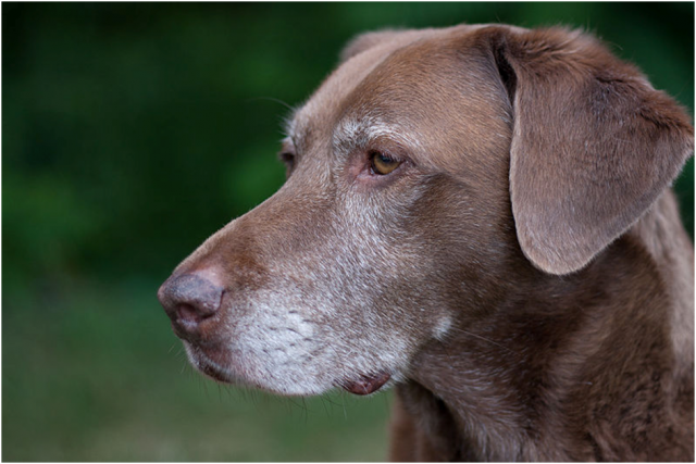 Old dog Noah Old dog Noah