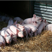 Piglets