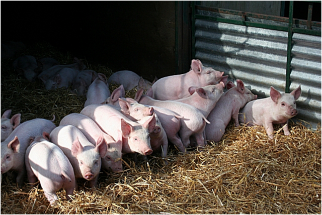 Piglets Piglets
