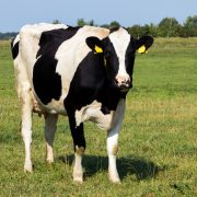 black and white holstein friesian cow grazing in grassland.