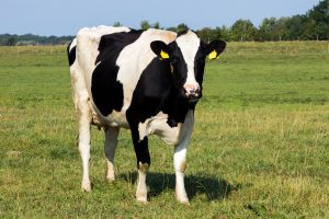 83690800 - black and white holstein friesian cow grazing in grassland. black and white holstein friesian cow grazing in grassland.