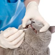 vet checks teeth of a cat
