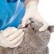 vet checks teeth of a cat