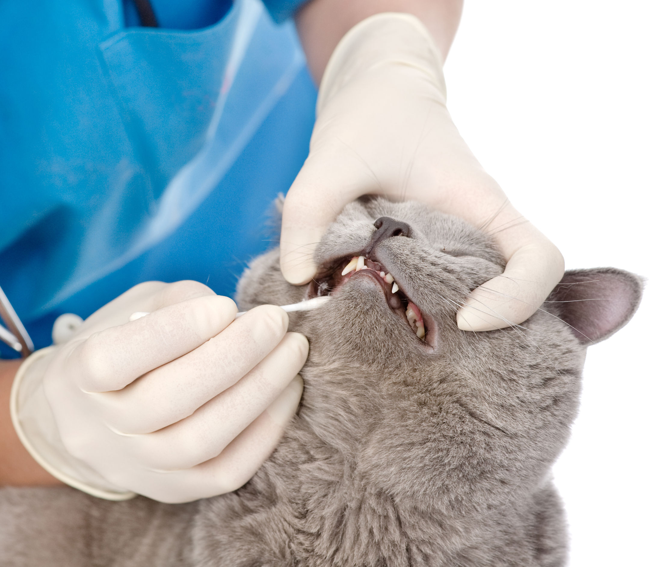 vet checks teeth of a cat