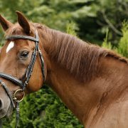 portrait of a horse